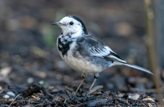 A wagtail standing on the ground